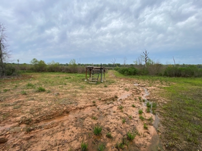 288.53 Acres of Hunting Land in Shelby County near Tenaha - image 31