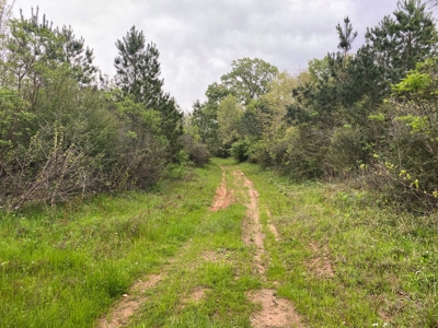 288.53 Acres of Hunting Land in Shelby County near Tenaha - image 14