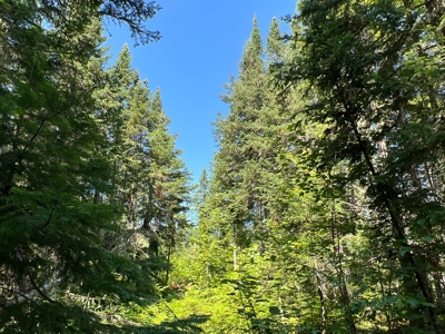 Clayton Brook Forest - image 9