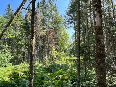 Clayton Brook Forest - image 21