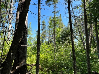 Clayton Brook Forest - image 24