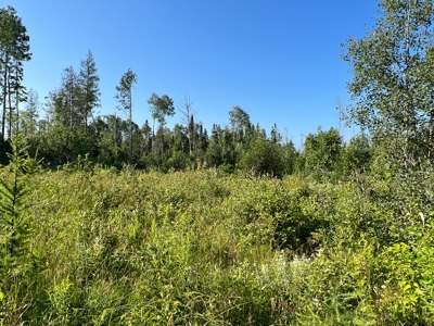 Clayton Brook Forest - image 7