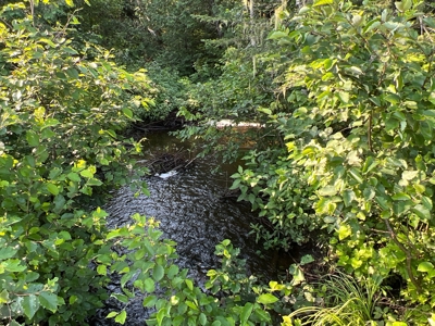 Clayton Brook Forest - image 5