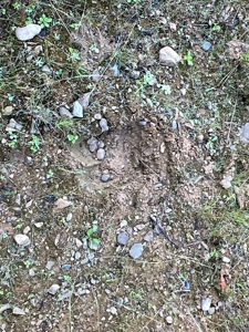 Clayton Brook Forest - image 11