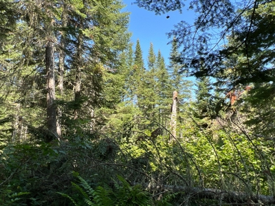 Clayton Brook Forest - image 20
