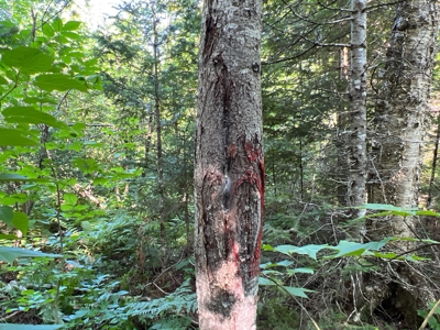 Clayton Brook Forest - image 4