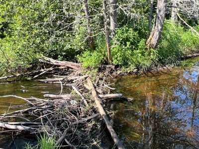 Clayton Brook Forest - image 16