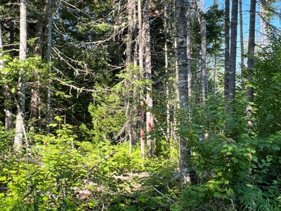 Clayton Brook Forest - image 13