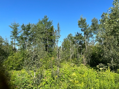 Clayton Brook Forest - image 12