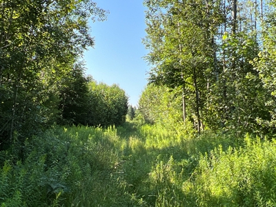 Clayton Brook Forest - image 2