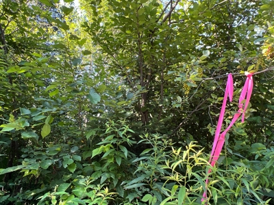 Clayton Brook Forest - image 25