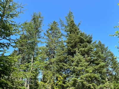 Clayton Brook Forest - image 22