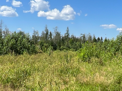 Clayton Brook Forest - image 23