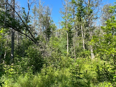 Clayton Brook Forest - image 18