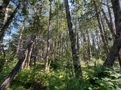 Clayton Brook Forest - image 27