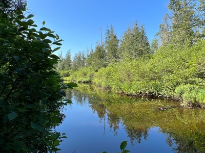 Clayton Brook Forest - image 15