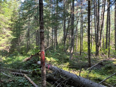Clayton Brook Forest - image 14