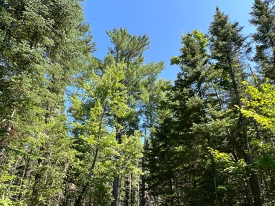 Clayton Brook Forest - image 26