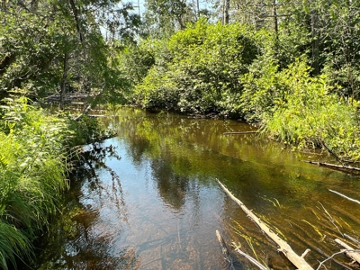 Clayton Brook Forest - image 17