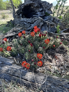 Texas Land for Sale in Sutton County near Sonora - image 29