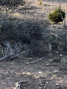 Texas Land for Sale in Sutton County near Sonora - image 7