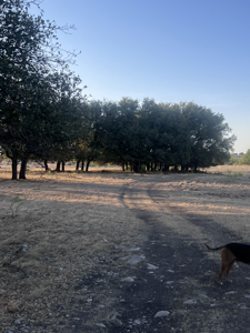 Texas Land for Sale in Sutton County near Sonora - image 36