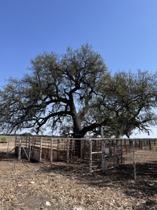 Texas Land for Sale in Sutton County near Sonora - image 34