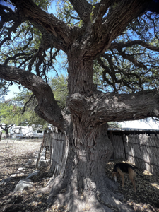 Texas Land for Sale in Sutton County near Sonora - image 35