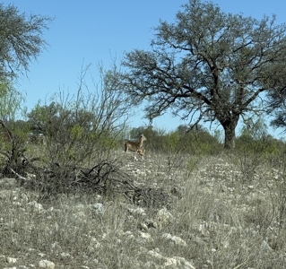 Texas Land for Sale in Sutton County near Sonora - image 20