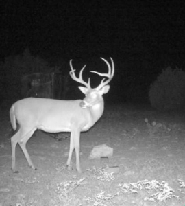 Texas Land for Sale in Sutton County near Sonora - image 22