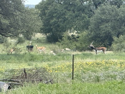 Texas Land for Sale in Sutton County near Sonora - image 27