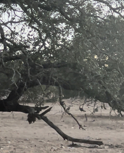 Texas Land for Sale in Sutton County near Sonora - image 26