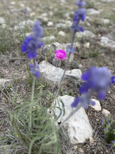 Texas Land for Sale in Sutton County near Sonora - image 26