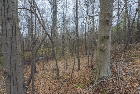 Offering 2 - Wooded Tract of Land for Sale in Danville VA - image 10