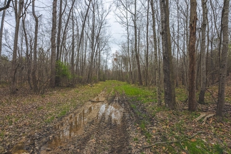 Offering 2 - Wooded Tract of Land for Sale in Danville VA - image 12