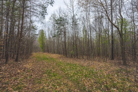 Offering 2 - Wooded Tract of Land for Sale in Danville VA - image 5