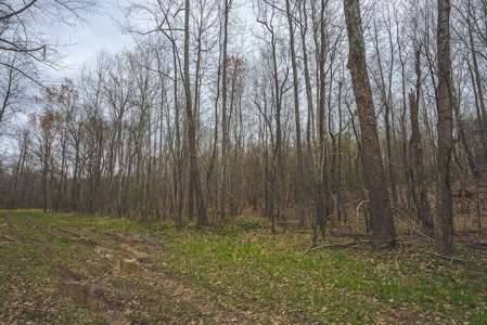 Offering 2 - Wooded Tract of Land for Sale in Danville VA - image 19