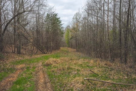 Offering 2 - Wooded Tract of Land for Sale in Danville VA - image 3