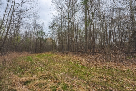 Offering 2 - Wooded Tract of Land for Sale in Danville VA - image 8