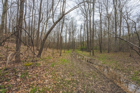 Offering 2 - Wooded Tract of Land for Sale in Danville VA - image 11