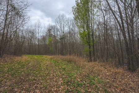 Offering 2 - Wooded Tract of Land for Sale in Danville VA - image 6