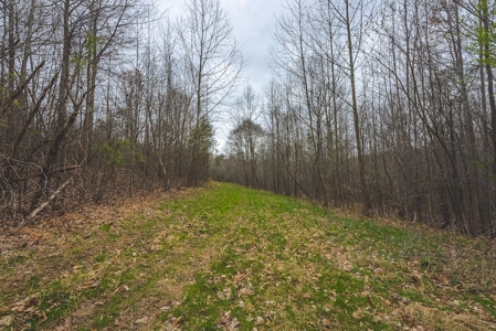 Offering 2 - Wooded Tract of Land for Sale in Danville VA - image 7