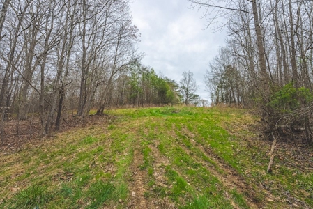 Offering 2 - Wooded Tract of Land for Sale in Danville VA - image 29