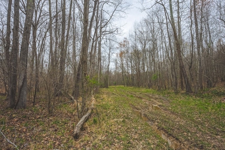 Offering 2 - Wooded Tract of Land for Sale in Danville VA - image 18