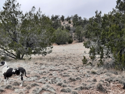 FANTASTIC Rural off grid Northern AZ property. - image 11