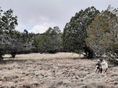 FANTASTIC Rural off grid Northern AZ property. - image 9