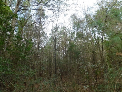 13 Acre Amite County Tract For Sale - image 15