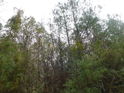 13 Acre Amite County Tract For Sale - image 4