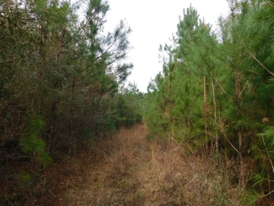 13 Acre Amite County Tract For Sale - image 13