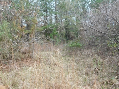 13 Acre Amite County Tract For Sale - image 19